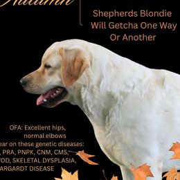 Autumn - Labrador Retriever