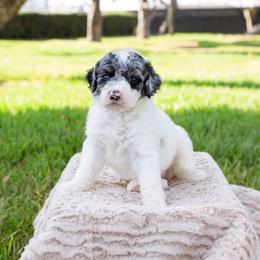 Millie - Merle female Sheepadoodle puppy in Los Angeles, California from Exquisite Doodles