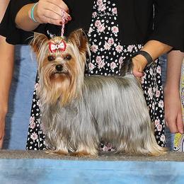 Vamp - Yorkshire Terrier