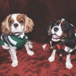 Cavalier King Charles Spaniels from Alonnah Ryder Cavaliers