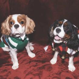 Cavalier King Charles Spaniels from Alonnah Ryder Cavaliers