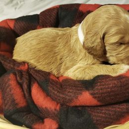 Golden Retriever and Goldendoodle Puppies from Penny Doodles