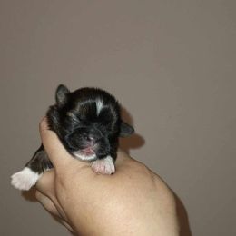 Girl 1 - Shih Tzu puppy in Birmingham, Alabama from K&D kennels