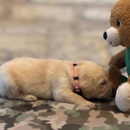 Labrador Retriever Puppies from Central Texas Labs