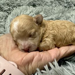 Maltese and Maltipoo Puppies from Chez Lexi Kennels