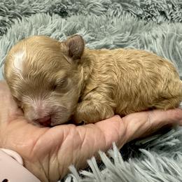 Maltese and Maltipoo Puppies from Chez Lexi Kennels