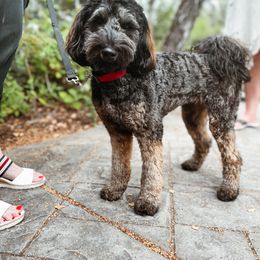 Amber - Bernedoodle