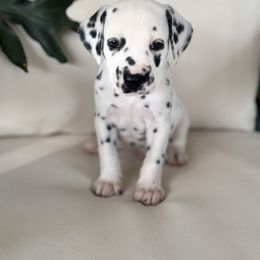 Black Collar Male - White and black male Dalmatian puppy in Hawkins, Texas from Snow Dalmatians