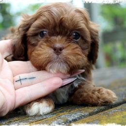 D'Artagnan - Red male Shih Tzu puppy in Warren, Michigan from Danielle's Yorkie Babies
