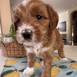 Yahtzee - Apricot male Goldendoodle puppy in Gilbert, Arizona from DogHouse Doodles