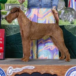 Irish Terrier puppies from Thornton's Terriers