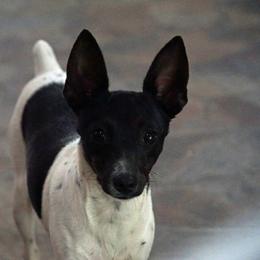 Evie - Rat Terrier