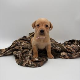 Dark Pink - Yellow female Labrador Retriever puppy in Heath Springs, South Carolina from Rich Hill Retrievers