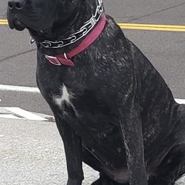 Cane Corso from Magna Cane Corso