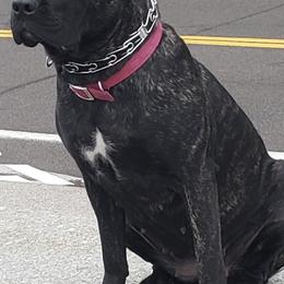 Cane Corso from Magna Cane Corso