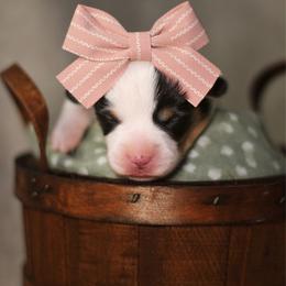 Belladonna (Bella) - Black and tan female Pembroke Welsh Corgi puppy in Benton, Arkansas from High Cotton Corgis