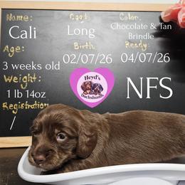 Cali - Chocolate and cream female Dachshund puppy in Hoquiam, Washington from Heyd's Mini Dachshunds