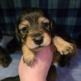 Prancer - Sable male Dachshund puppy in Windom, Minnesota from Aster Creek Dachshunds