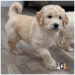 VINNY - F1 English Goldendoodle-OFA-Genetics-Microchip-2 Year Warranty....Apple Creek Doodles - Cream male Goldendoodle puppy in Jeddo, Michigan from Apple Creek Doodles