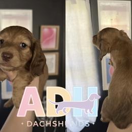 Frankie - Cream female Dachshund puppy in Coatesville, Indiana from ADH Dachshunds