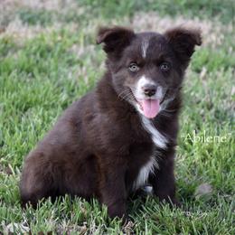 Abilene - Red & white female Miniature Australian Shepherd puppy in Evant, Texas from Lazy VT Bar Ranch