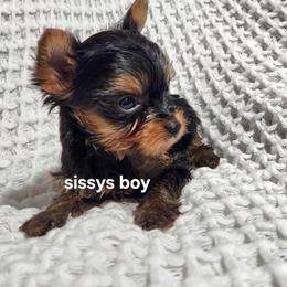 SB boy - Blue and gold male Yorkshire Terrier puppy in Alburnett, Iowa from Hobbs Shire Yorkies