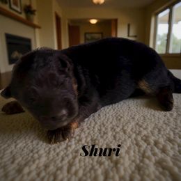 Shuri - Black and red female German Shepherd puppy in Beaverdam, Virginia from B&R Kennel