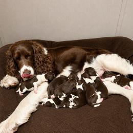 Boy 7 - White and liver male English Springer Spaniel puppy in Lufkin, Texas from Shifletknight Springer Spaniels