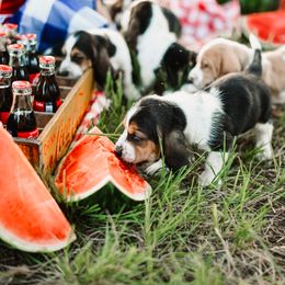 Basset Hound Puppies from Greene Acres Bassets