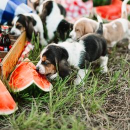Basset Hound Puppies from Greene Acres Bassets