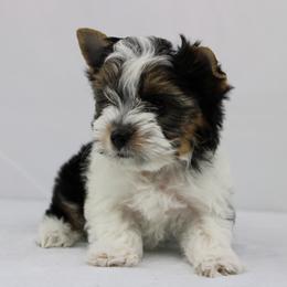 Jasper 3750 - Black tan and white male Biewer Terrier puppy in Ambrose, Georgia from Southern Star Biewer Terriers