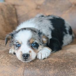 Lexie - Blue merle female Australian Shepherd puppy in Yakima, Washington from Naches Heights Ranch