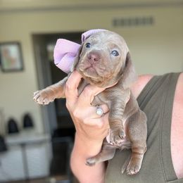 Slate - Fawn (isabella) and tan female Dachshund puppy in Marion, Ohio from Doodles & Doxies