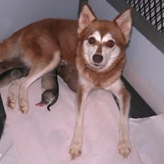 Dolly - Alaskan Klee Kai