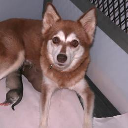 Dolly - Alaskan Klee Kai