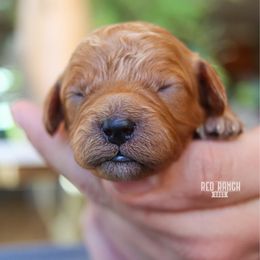Fern - Red female Cavapoo puppy in Salado, Texas from Red Ranch Dogs