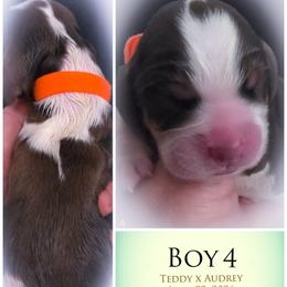 Boy 4 - Liver white and tan male English Springer Spaniel puppy in Silverdale, Washington from TimberVale Springers