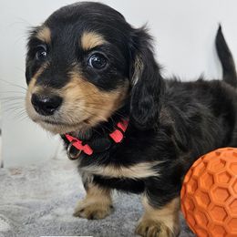 Pink Boy - Black and cream male Dachshund puppy in Parkersburg, West Virginia from Bourbon Barrel Ridge Doxies