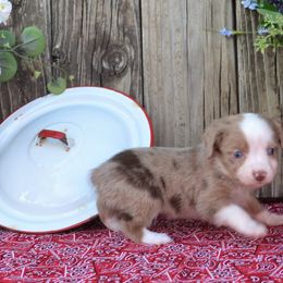 Tiny - Red merle Miniature Australian Shepherd puppy in Yale, Oklahoma from CTM Toy & Mini Aussies