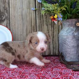 Tiny - Red merle Miniature Australian Shepherd puppy in Yale, Oklahoma from CTM Toy & Mini Aussies