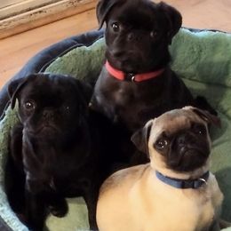 Pugs from Cj Snuggle Pugs