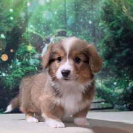 Dreamy (bluie Sable) fluffy - Blue male Pembroke Welsh Corgi puppy in Washington from Castle View Royal Rumps