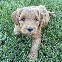 Goldendoodle and Labrador Retriever Puppies from BV Labs & Doodles