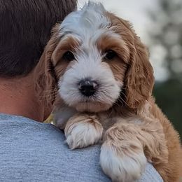 Australian Labradoodles from Paws Beyond The Pines