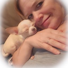 Chihuahua Puppies from Country Charm Chihuahuas