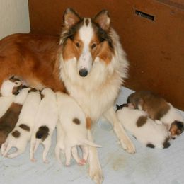 Collie Puppies from Frandelhi's Collies