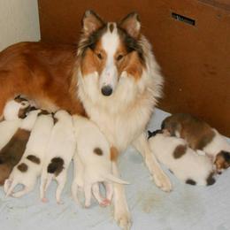 Collie Puppies from Frandelhi's Collies