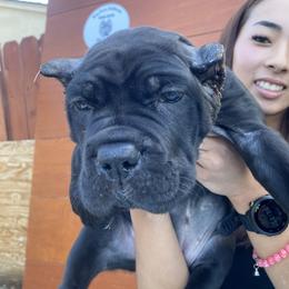 Cane Corso Puppies from Busch Kennels LLC