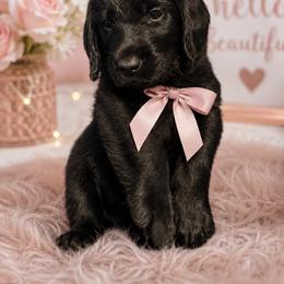 Oakley - Black female Labradoodle puppy in Washington, Pennsylvania from Patriotic Poodles