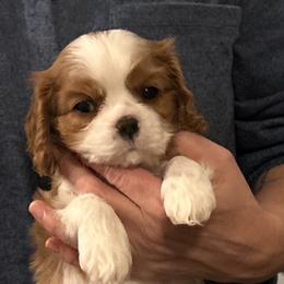 Cavalier King Charles Spaniel Puppies from Kingslee Cavaliers